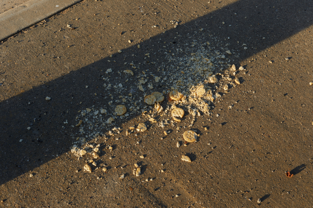 crackers spilled on a sidewalk in Dallas, TX